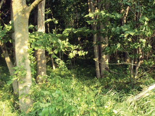 Property photo 3 - 114+/- Acres Offered in 4 Tracts